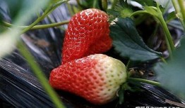 最新爆料草莓图片欣赏,最新爆料美图赏析